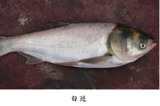 鱼- 热门商品专区