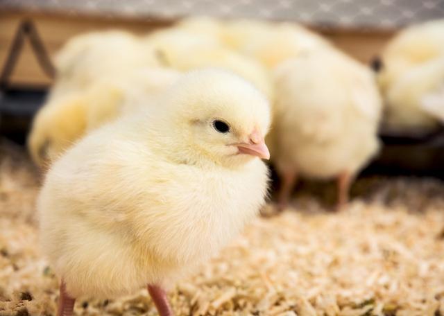 养鸡技术|白壳蛋鸡主要品种介绍(下)