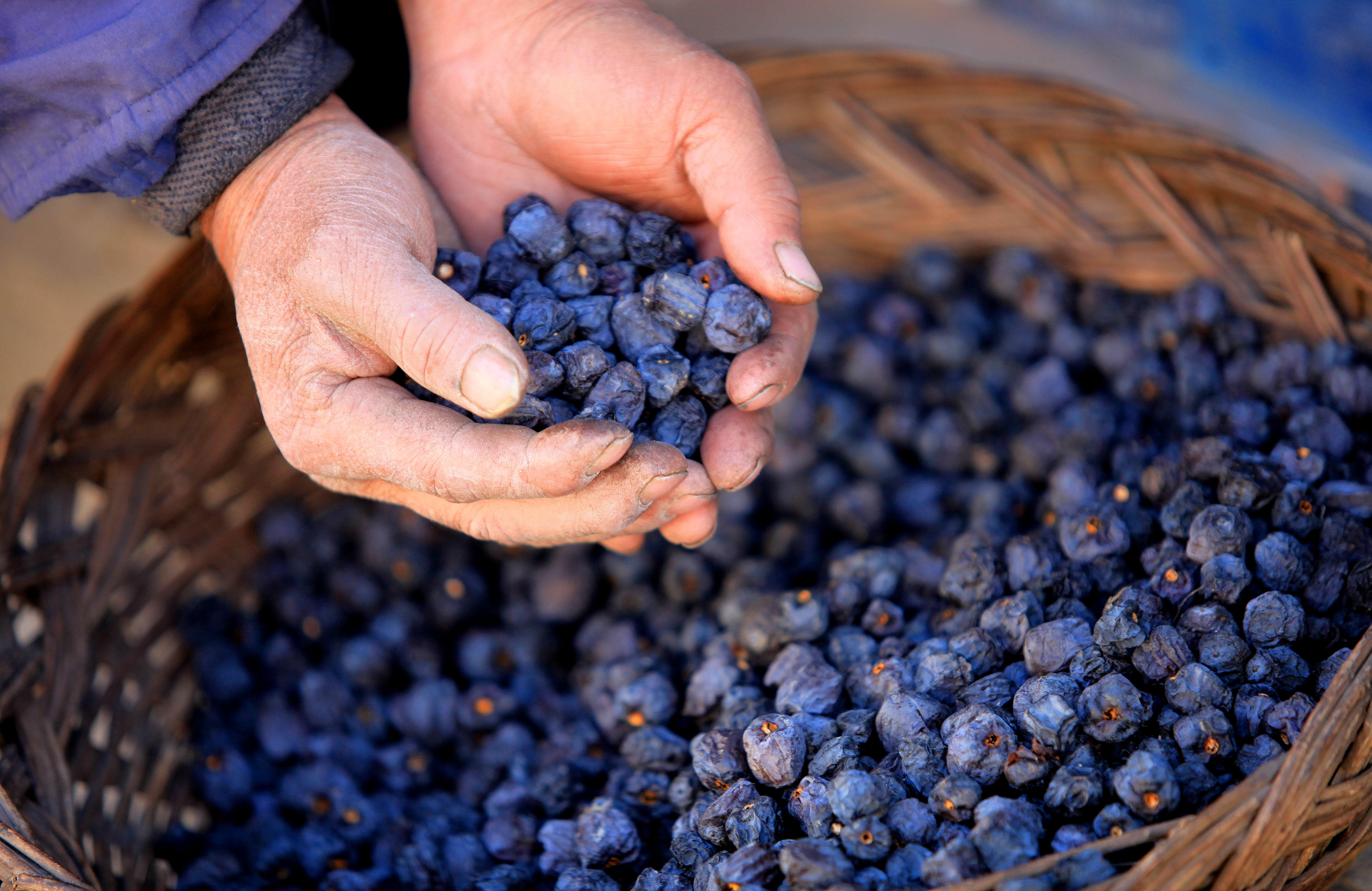 山里这种"黑枣"竟不是枣 对女人还是大补
