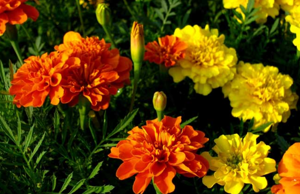 花期- 热门商品专区