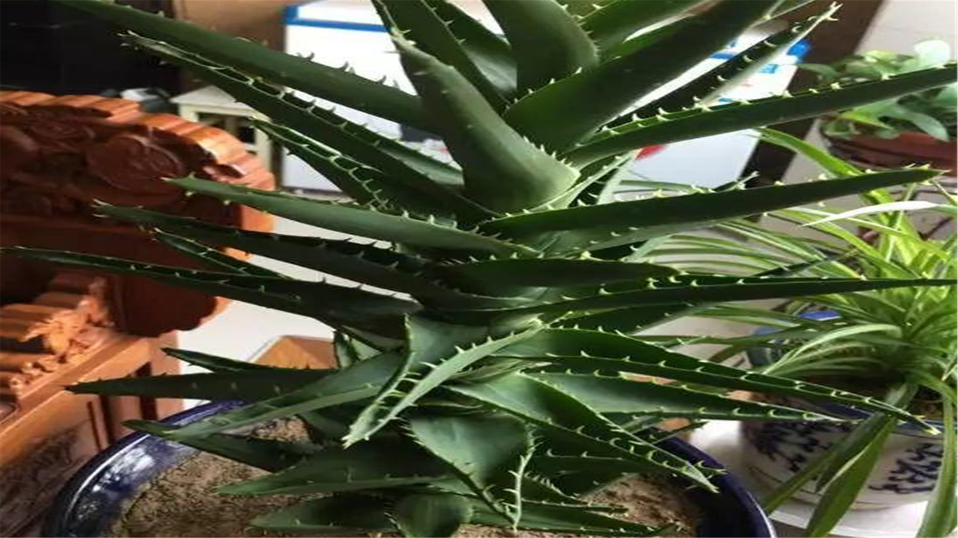 芦荟养10年,成为老桩更漂亮,做成盆景观赏价值非常高!