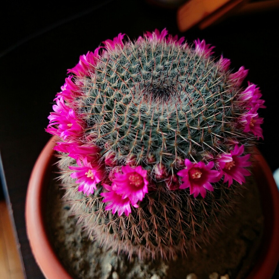 会开花的仙人球,号称开花机器,花期长,养护简单,盆栽养花选它