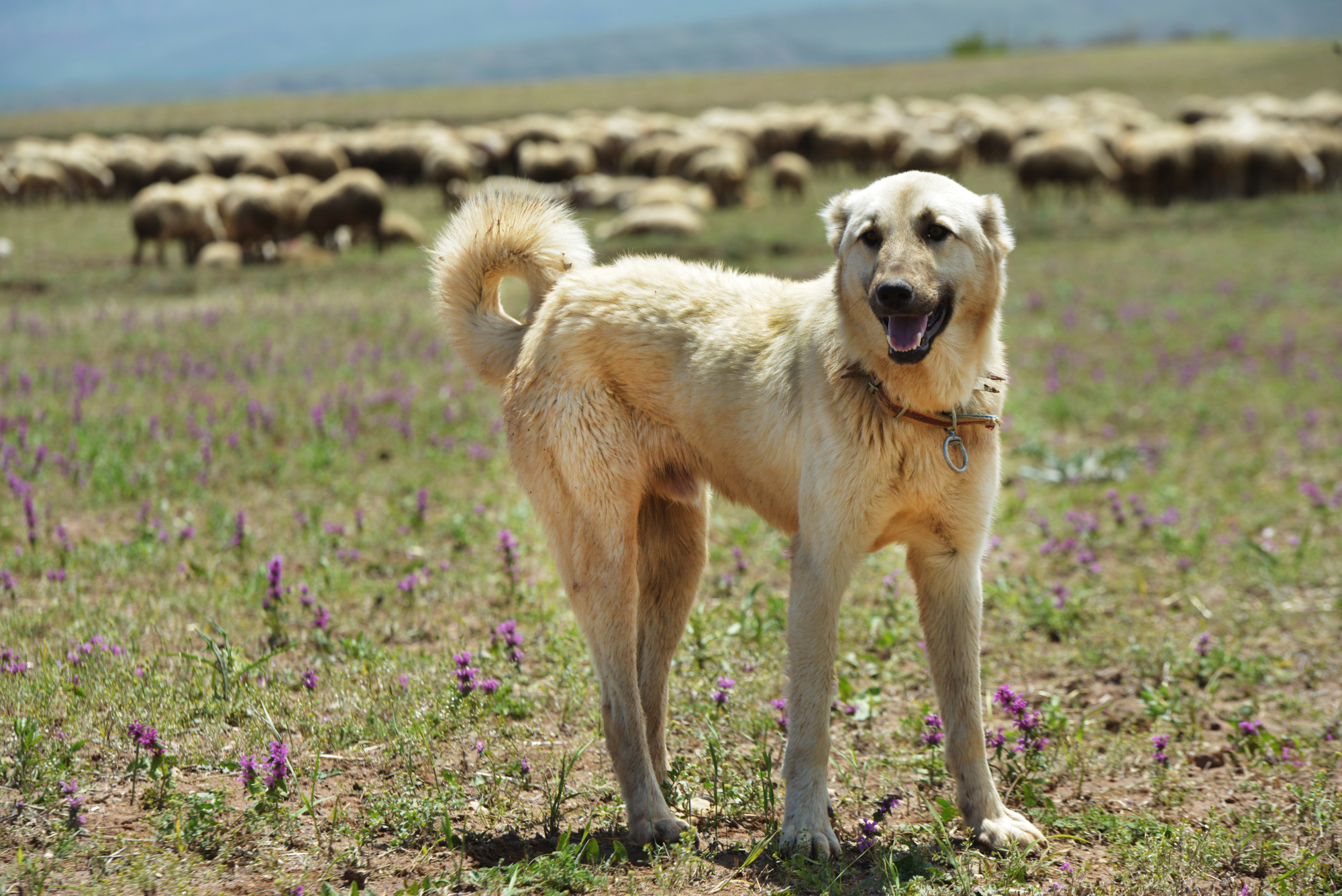 它由4000年前战犬衍生而来,被称为中东火药桶,草原上的英雄