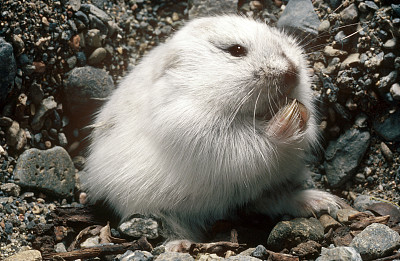 北极苔原的萌萌居民,旅鼠们真的会去集体自杀吗?