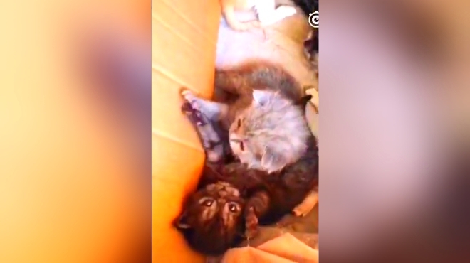 治愈系小奶猫怎么萌化你的心