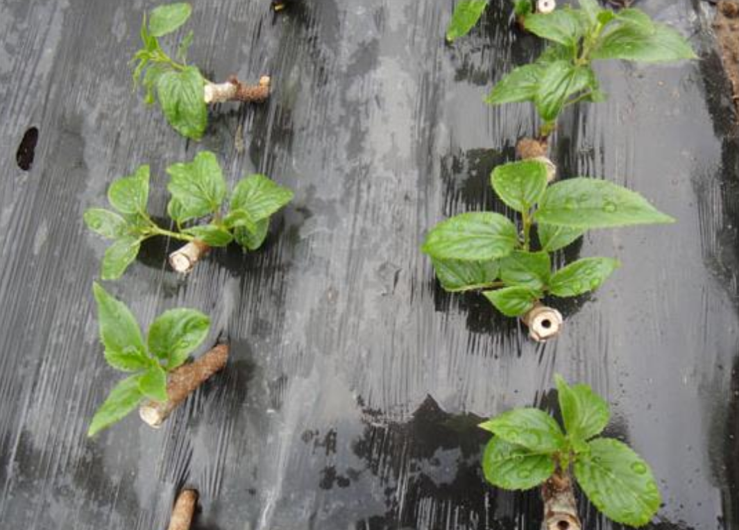 猕猴桃植株的硬枝扦插技术,好方法你学会了吗?