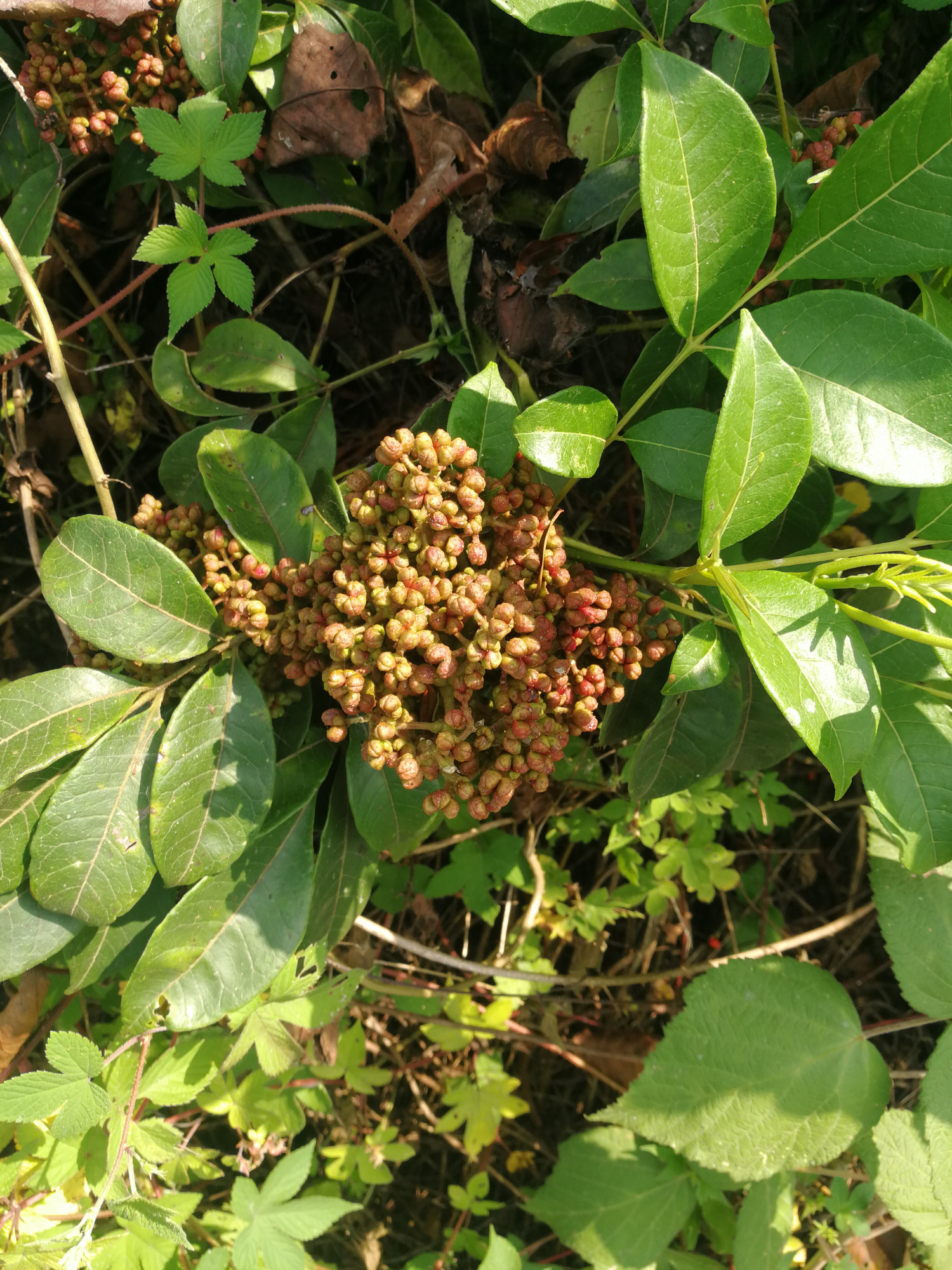 有种酷似花椒的吴茱萸,你知道吗?