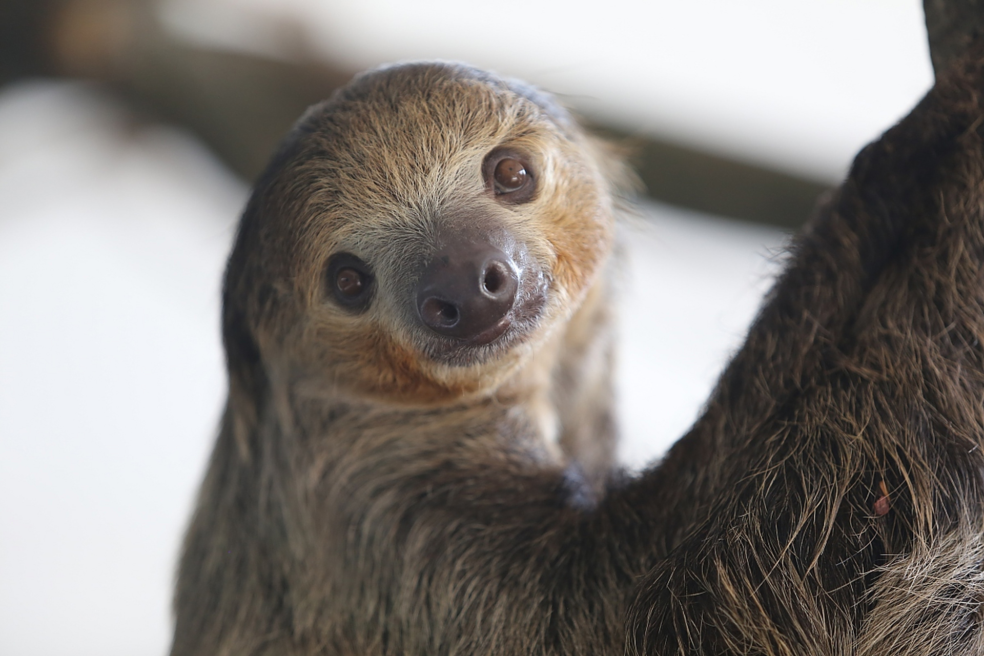树懒:世界上最慢的哺乳动物,挂在树上,以自己的节奏,悠然自得.睡睡懒