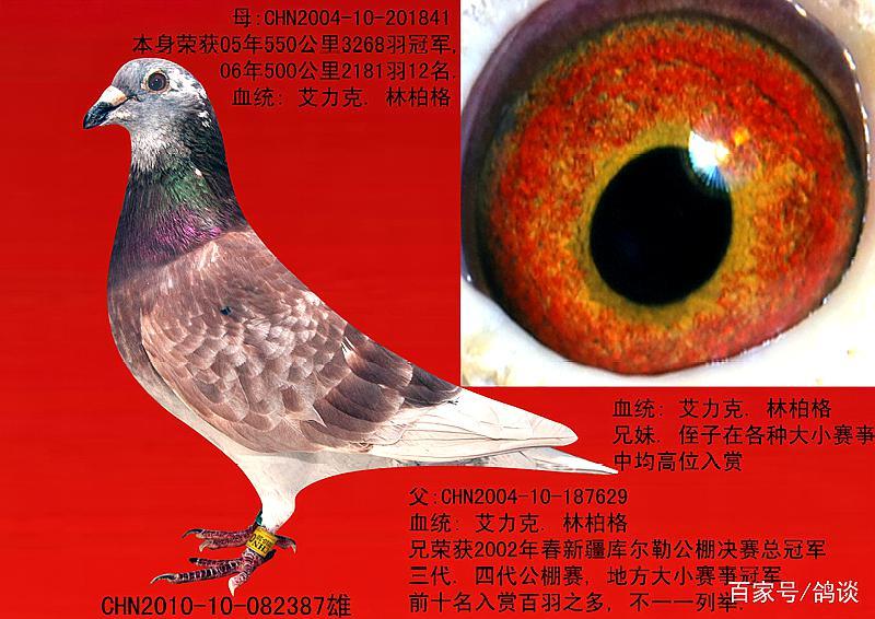 红色羽毛鸽的重要性