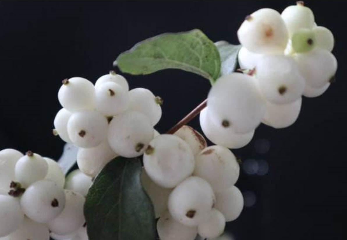 这种野果子全身雪白,吃起来软绵绵的像棉花糖,北方没见过