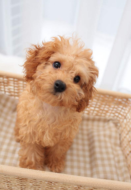 宠物狗:眼神灵动有神,性格活泼又可爱,对主人百般依赖,这种类型的贵宾