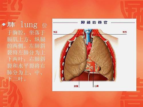 肺上界的位置图片图片