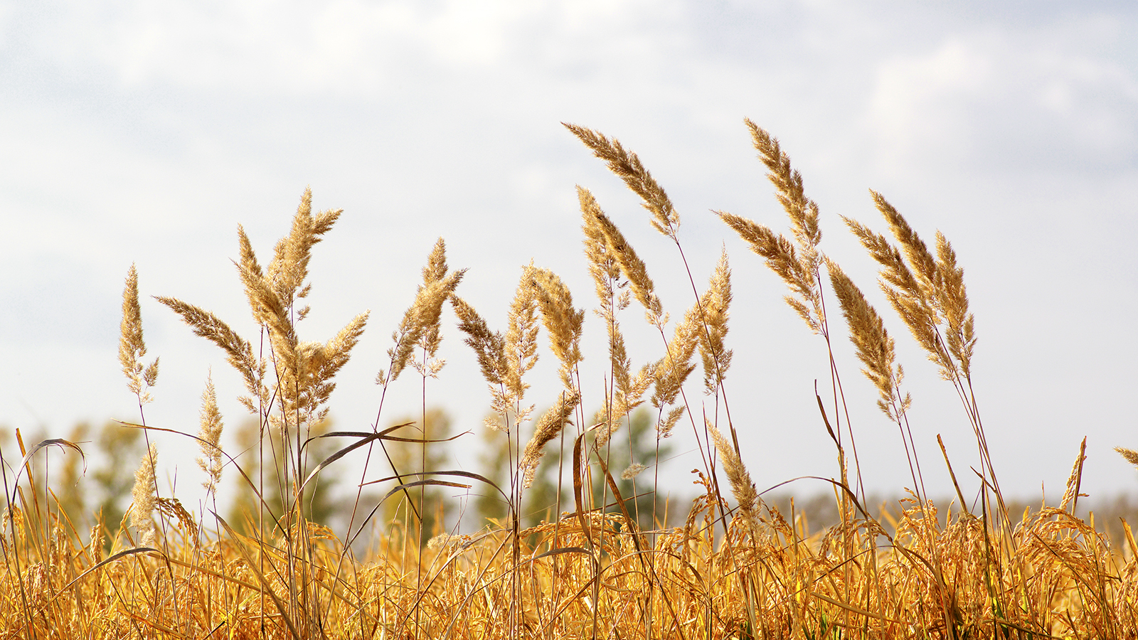 丰收年里收割忙,黑土地上稻麦香