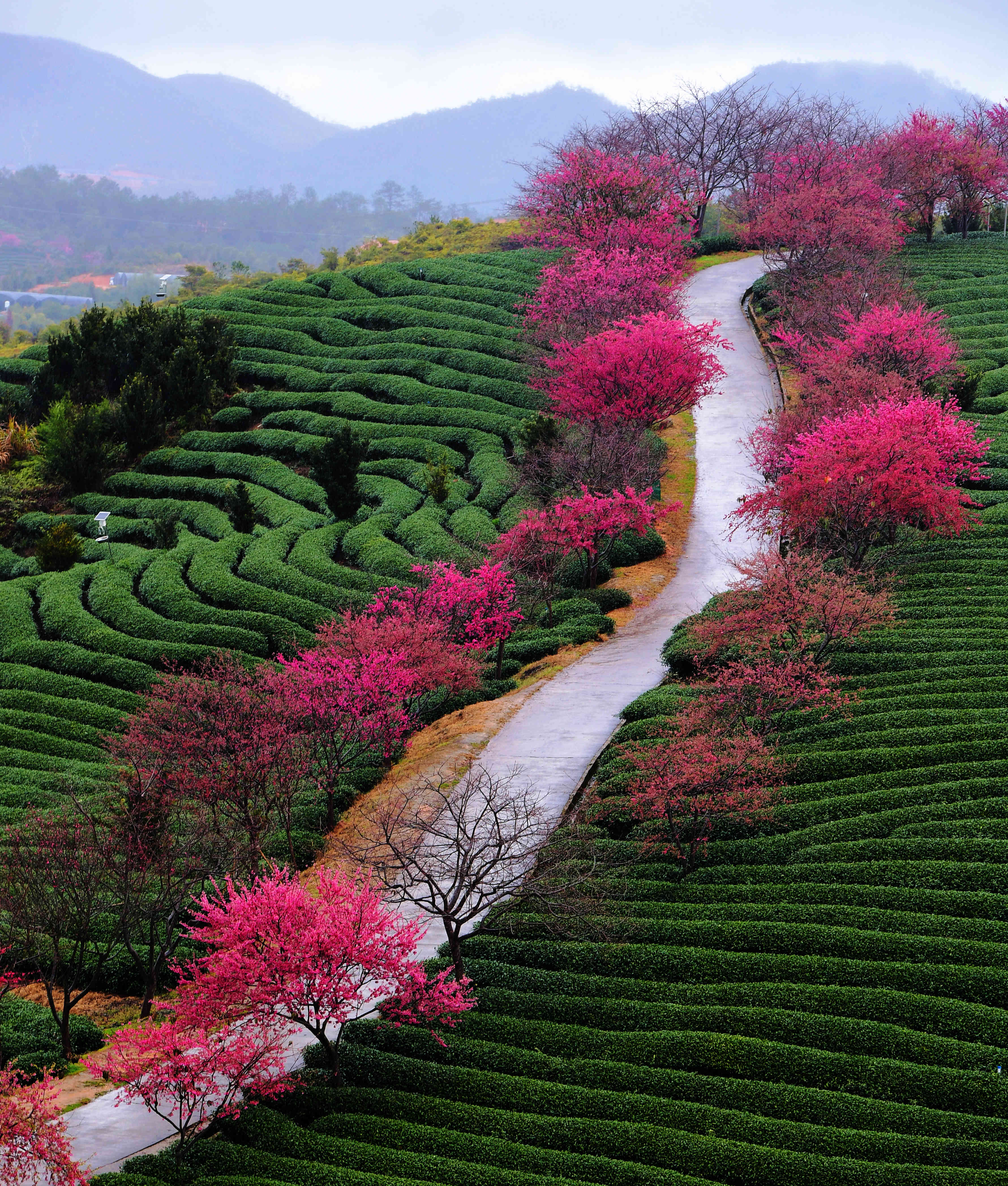 (美丽中国)(5)福建:茶园樱花绿映红