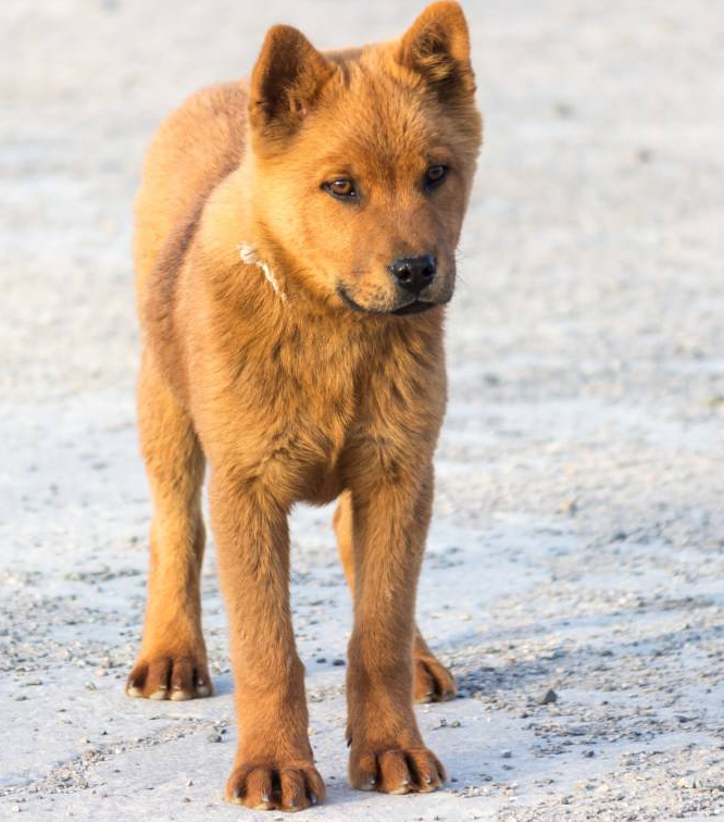 想养一只看家犬,有什么好的推荐,一起了解一下