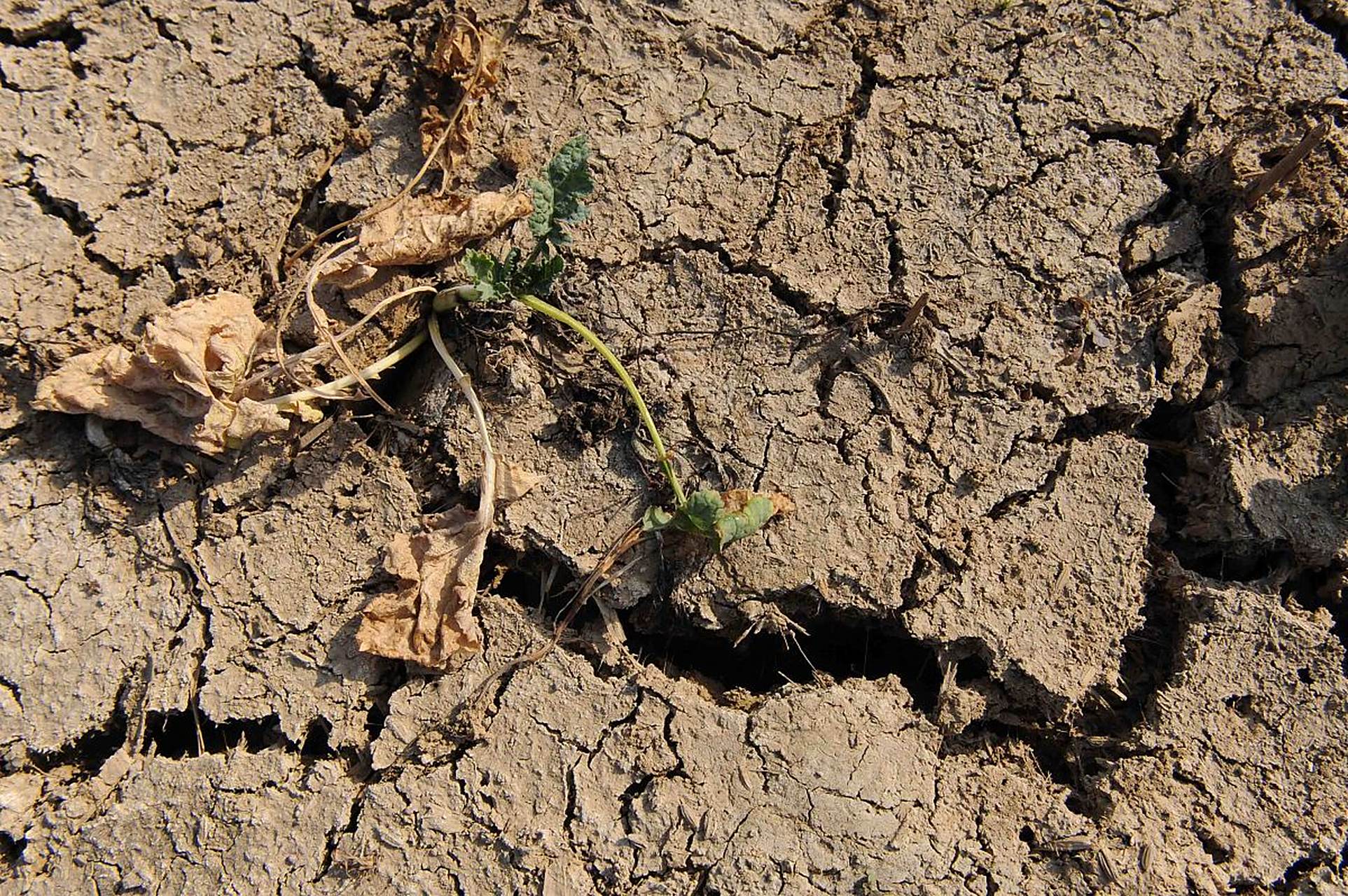 使用锄头或耙子等工具进行深度翻松,松散土壤表层并打破板结