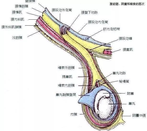 睾丸位置图解图片