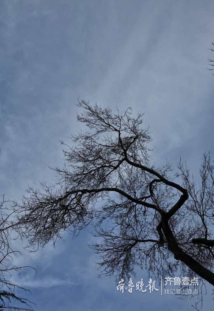 寒冬里,干枯的树枝展现出一种别样的美