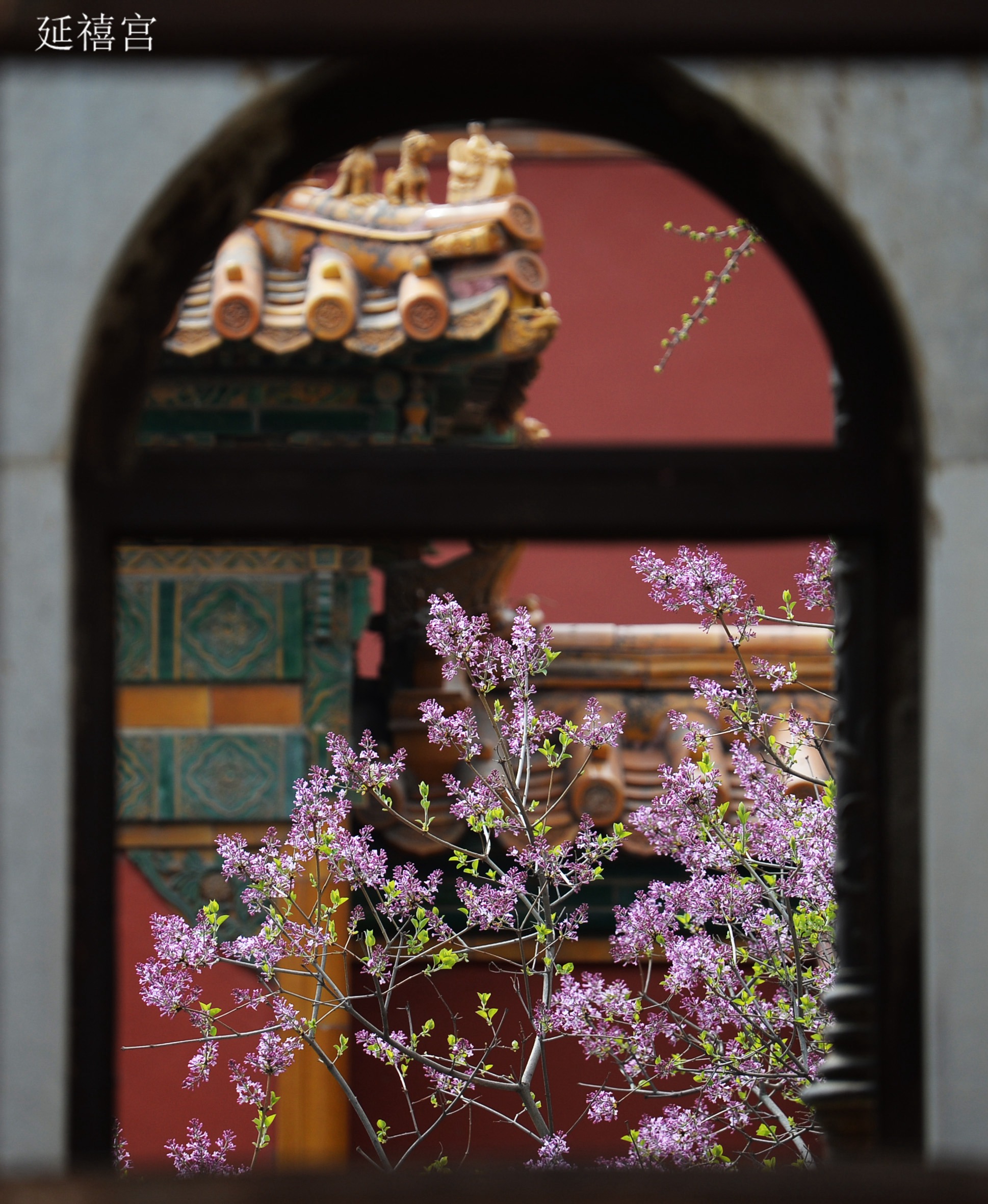 最是一年春好处,绝胜美景在故宫