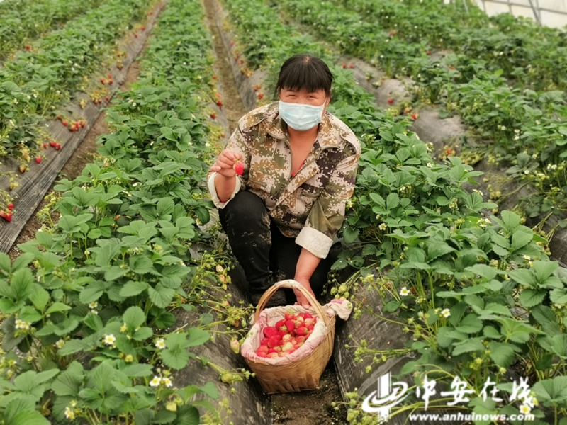 從滯銷到暢銷 疫情好轉草莓種植戶迎來