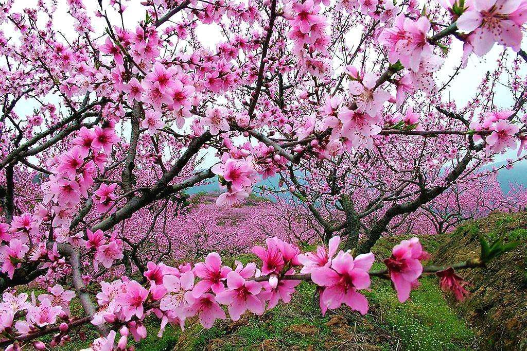世人喜爱桃花,李商隐的唐诗《嘲桃》,把忘恩负义者嘲笑到骨髓里