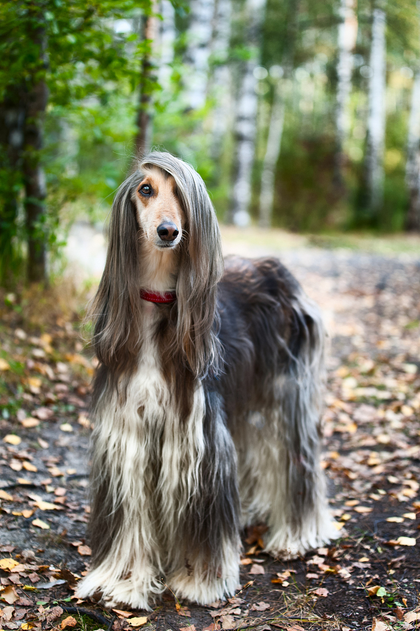 阿富汗烈犬图片