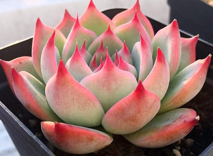 景天科多肉之吉娃莲