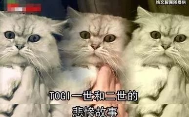 灵异事件之"姚文智脸书不翼而飞"