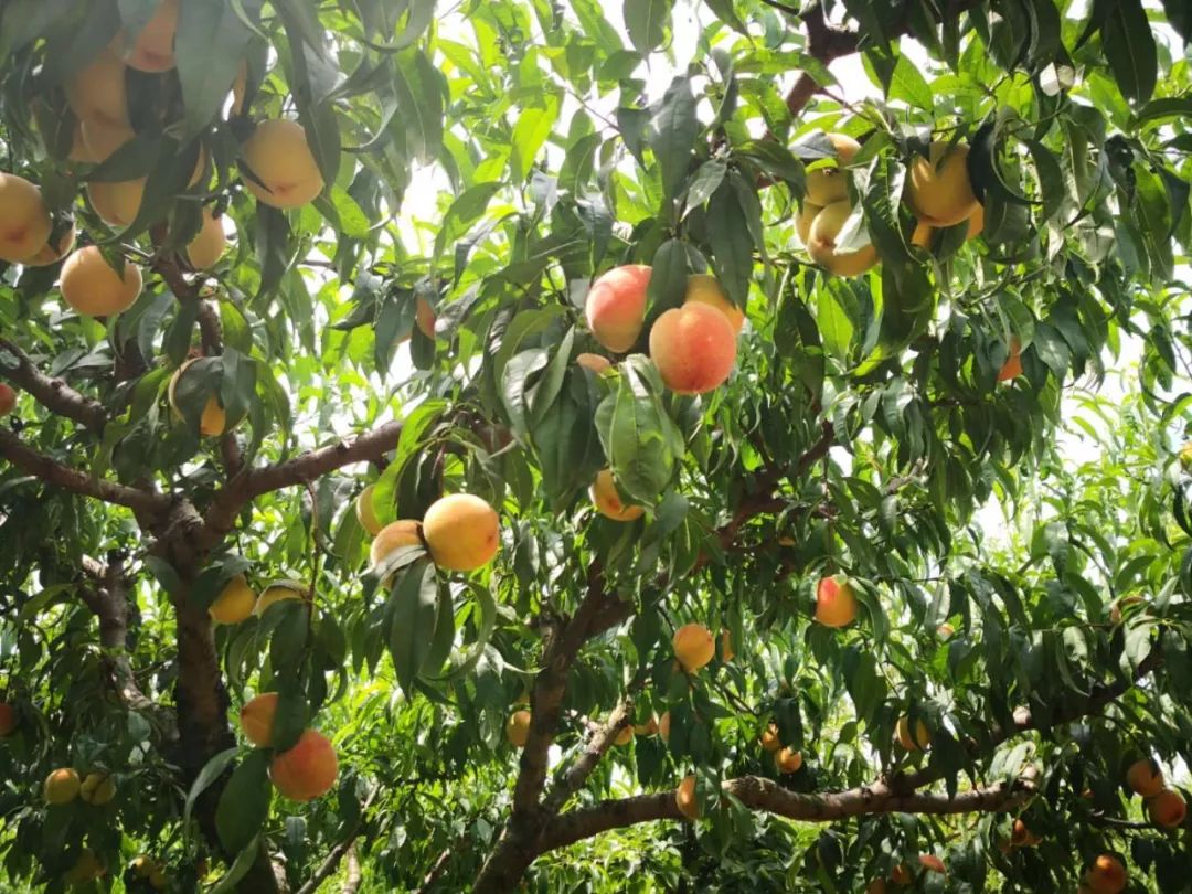 水果- 热门商品专区