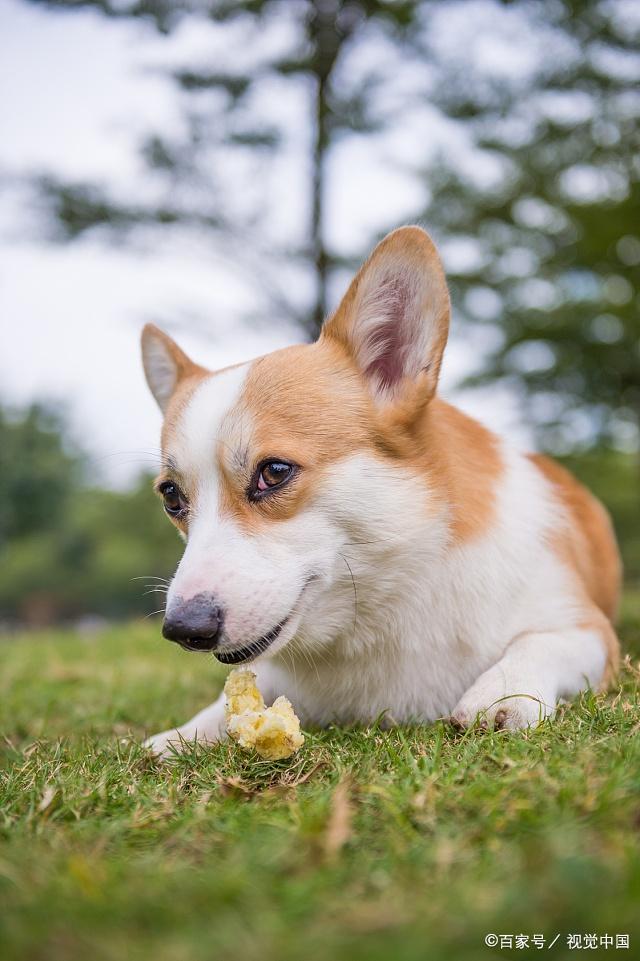 柯基犬长什么样子,你见过吗?