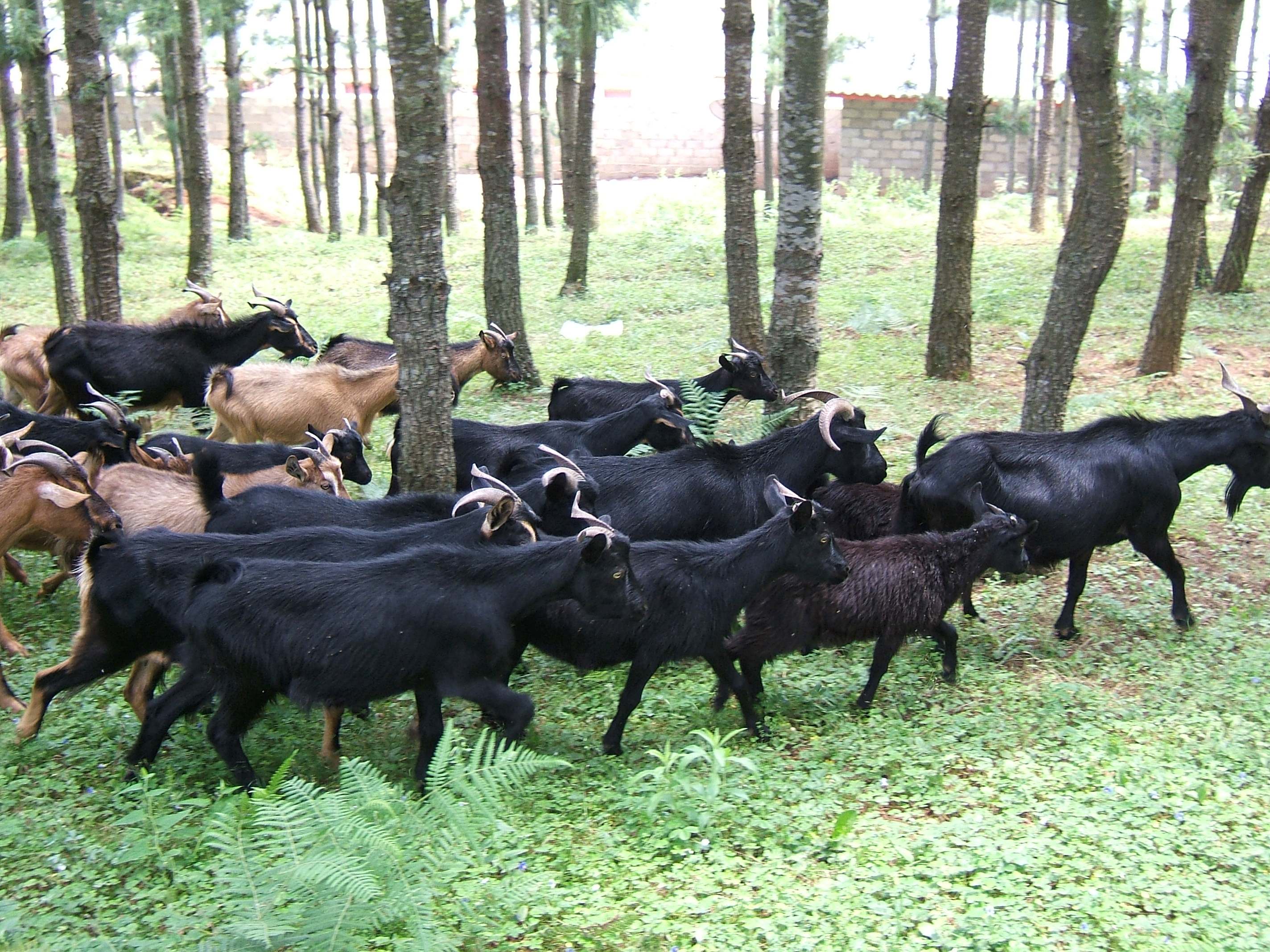 张卫:养殖黑山羊,走上自己的致富之路