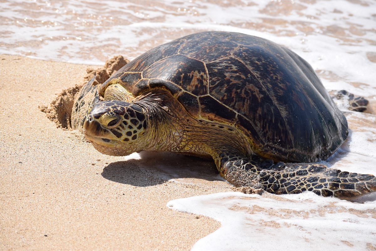欧洲泽龟虽独特但养殖业中未受关.@疾驰的凉风的动态