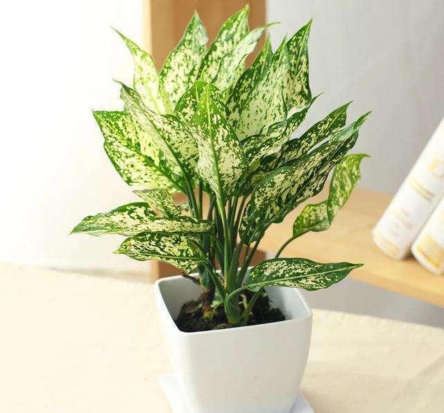 绿植"挑花眼"?那就养万年青,四季常绿家里天天有春色