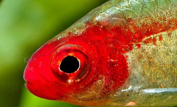 小型观赏鱼:红头剪刀鱼
