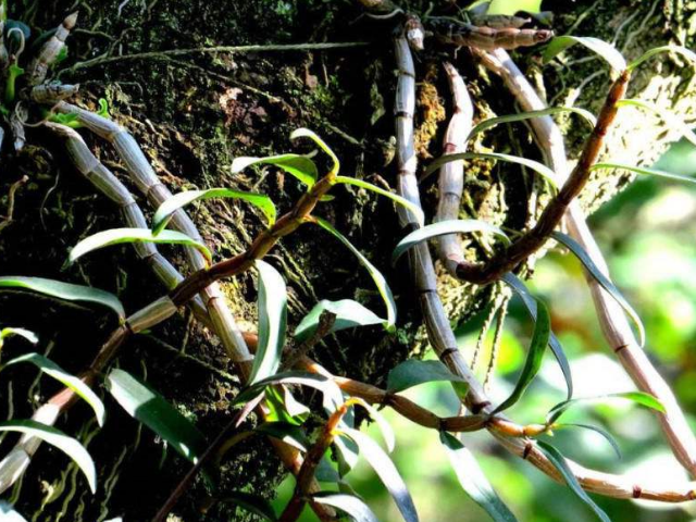 草石蚕别名螺丝菜,是短日照作物,喜欢温暖潮湿气候