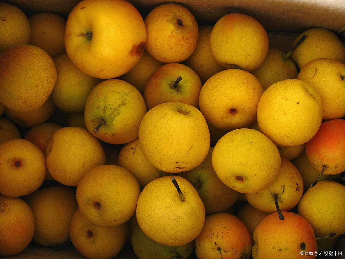 南果梨栽培系统