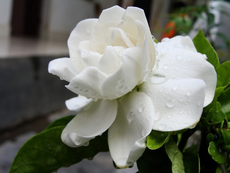 冬天栀子花养护很简单,只要注意这几点,就能安全过冬