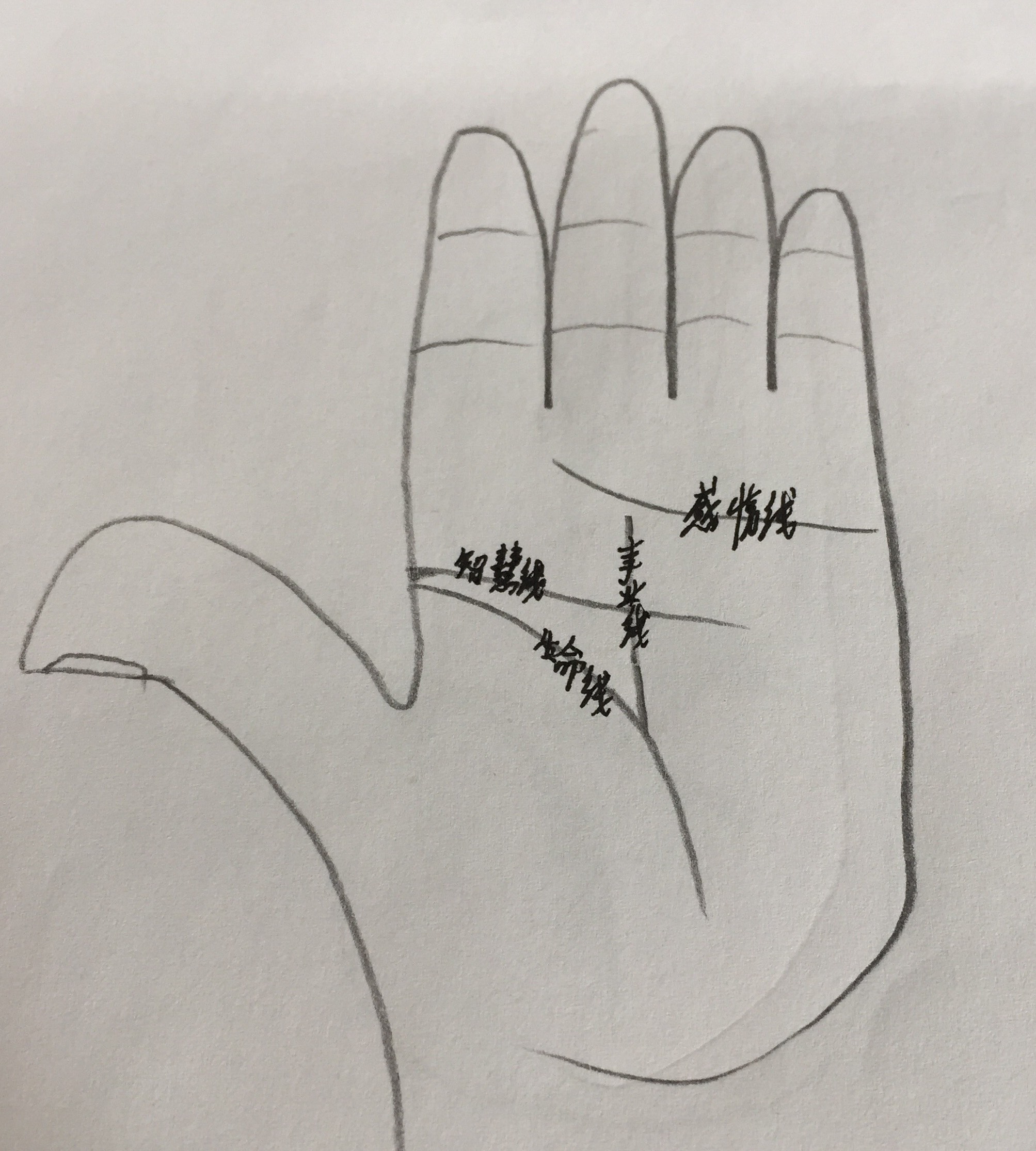 手掌中有此纹,将来必是有钱人.快看看你的手掌吧.