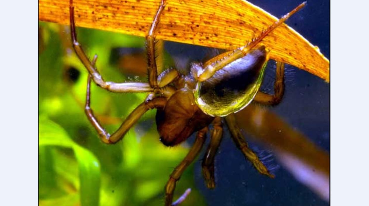 动物知识普及——水蛛