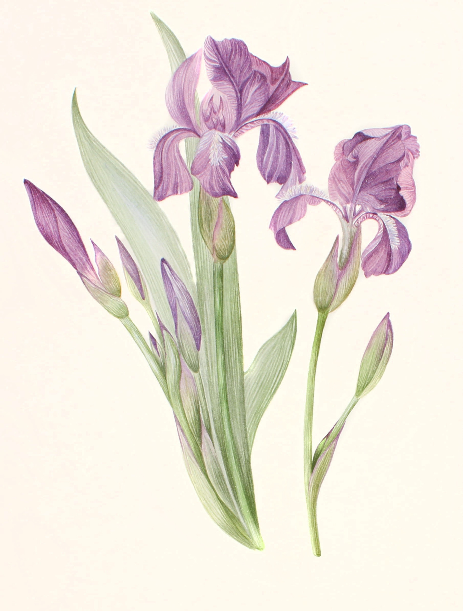 干货!12张高清彩铅临摹素材,看彩铅学花语,一举两得!