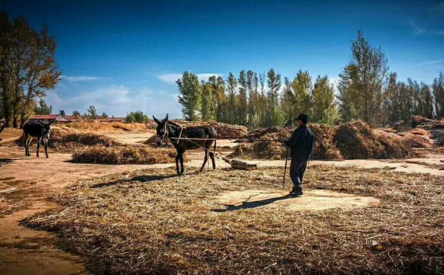 除了辛苦種地以外,農民還要不停的勞作,圖的啥?就為著幾件事兒