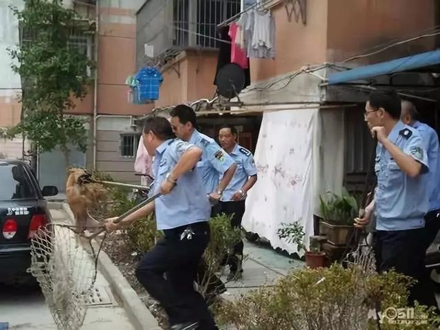 蘇州市養犬人士注意了:犬隻傷人超兩次將沒收!