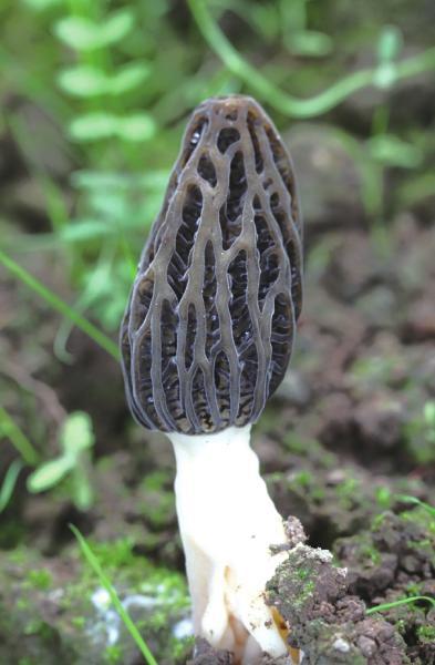 羊肝蘑菇 - 热门商品专区