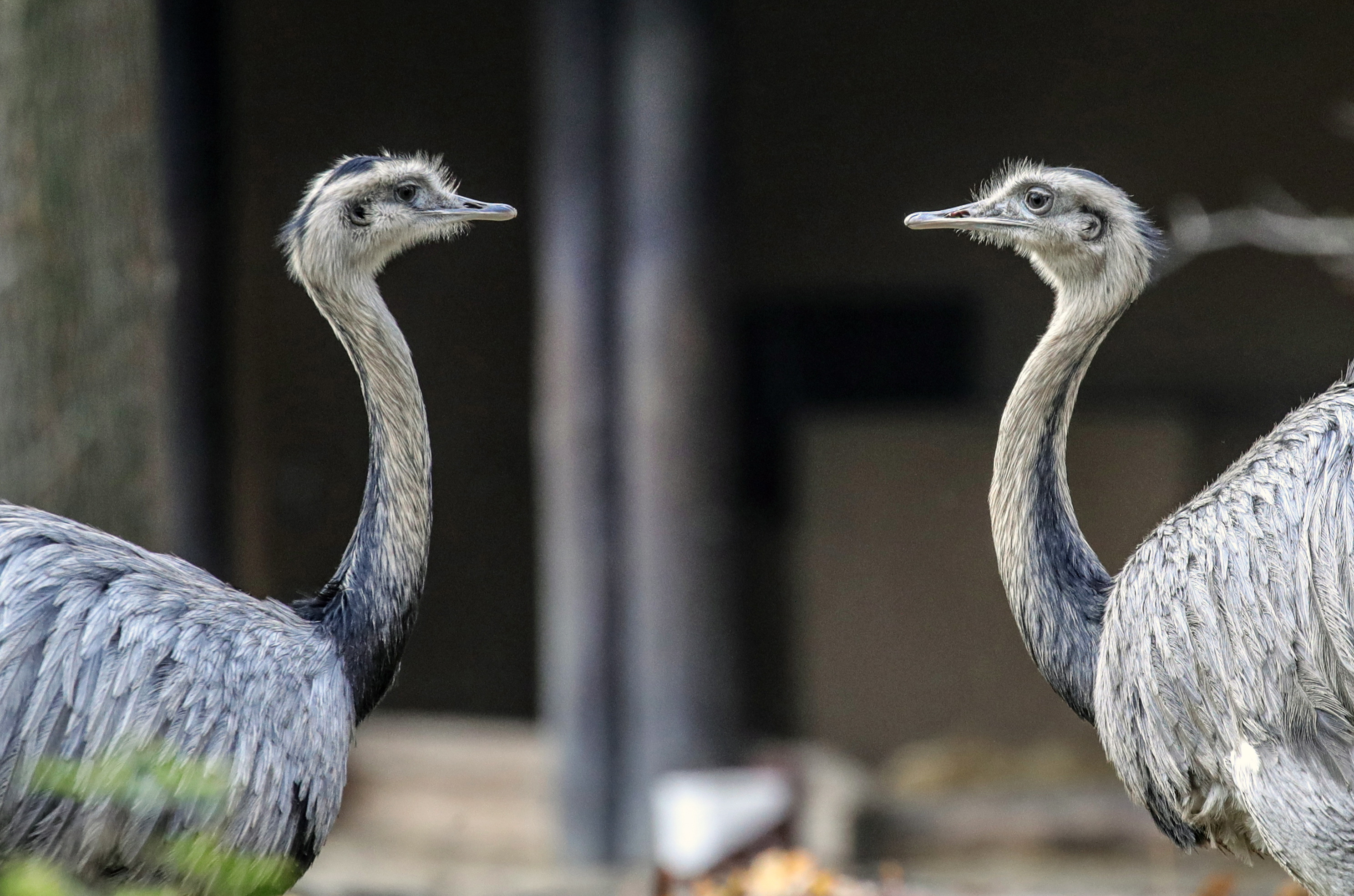 法兰克福动物园的动物们(2)