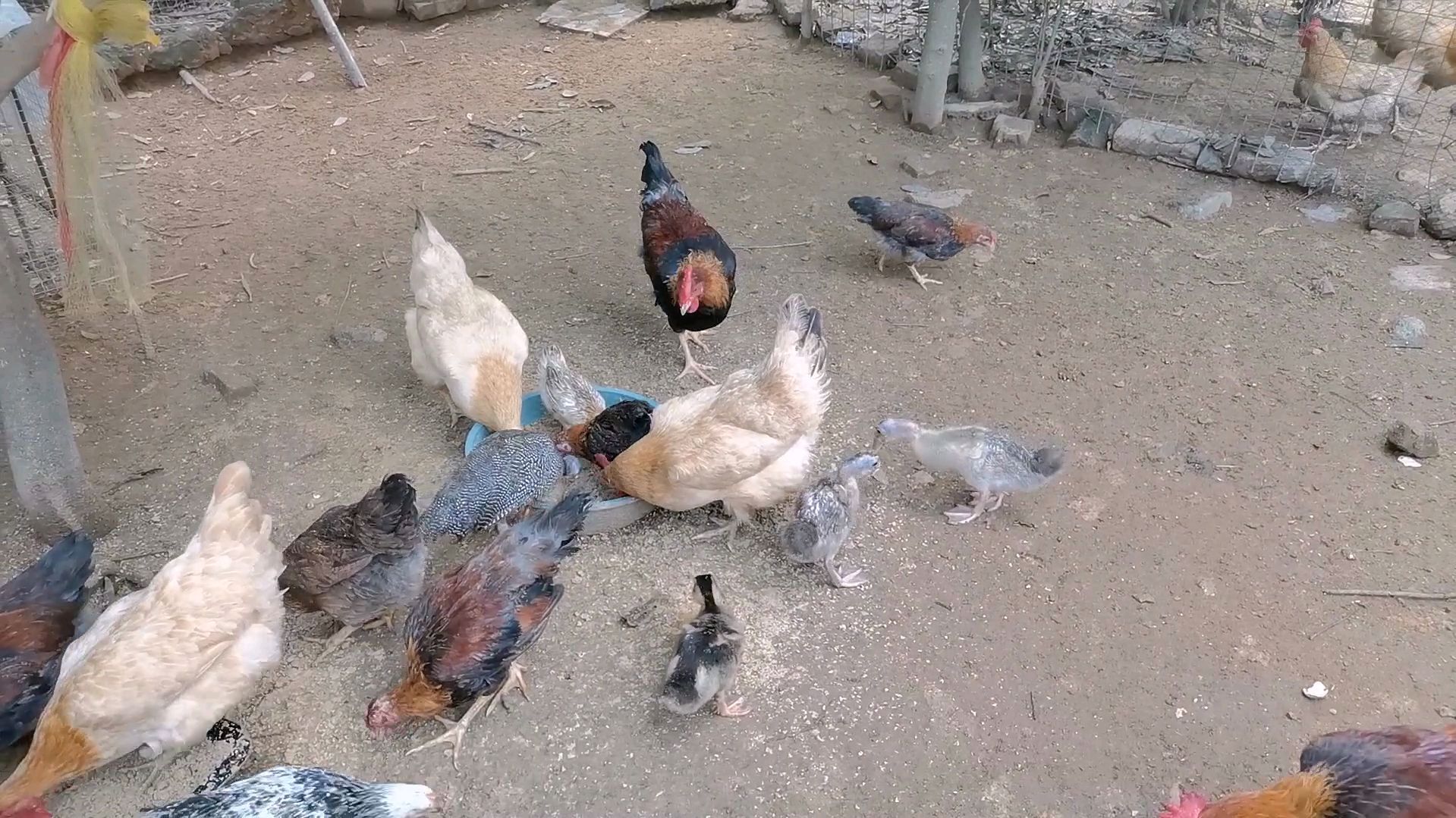豆渣养鸡,刚喂完鸡,发现有几只小鸡的鸡冠下垂,鸡冠发白