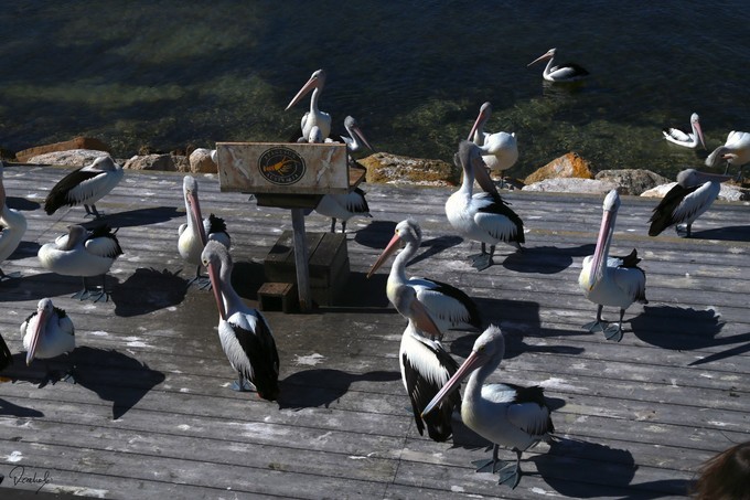 "没有围栏的动物园",袋鼠岛