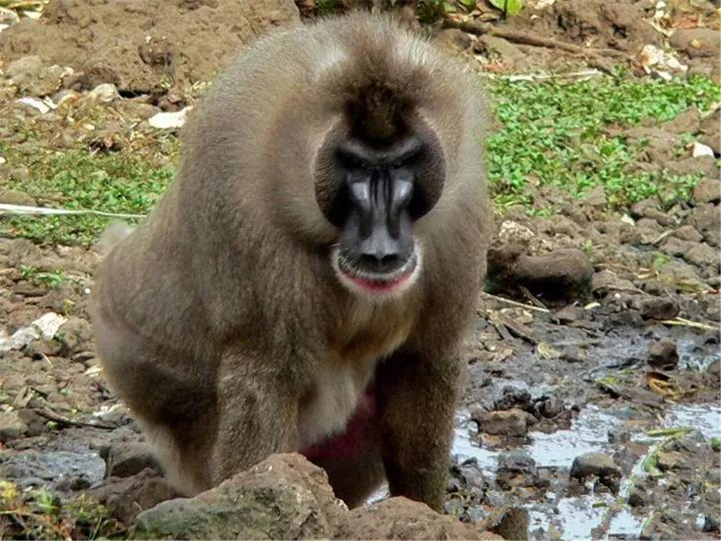 鬼狒雌雄个体间差异极大,雄性鬼狒的体型几乎是雌性的两倍.