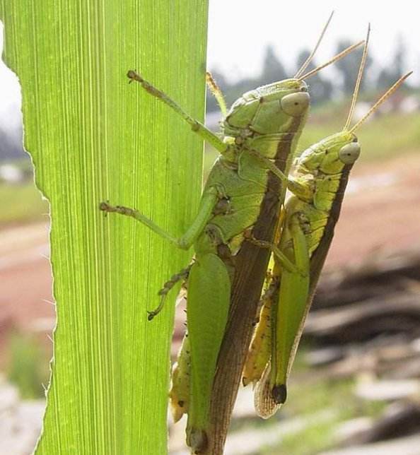 云南农村里的稻田蚂蚱,您吃过吗?