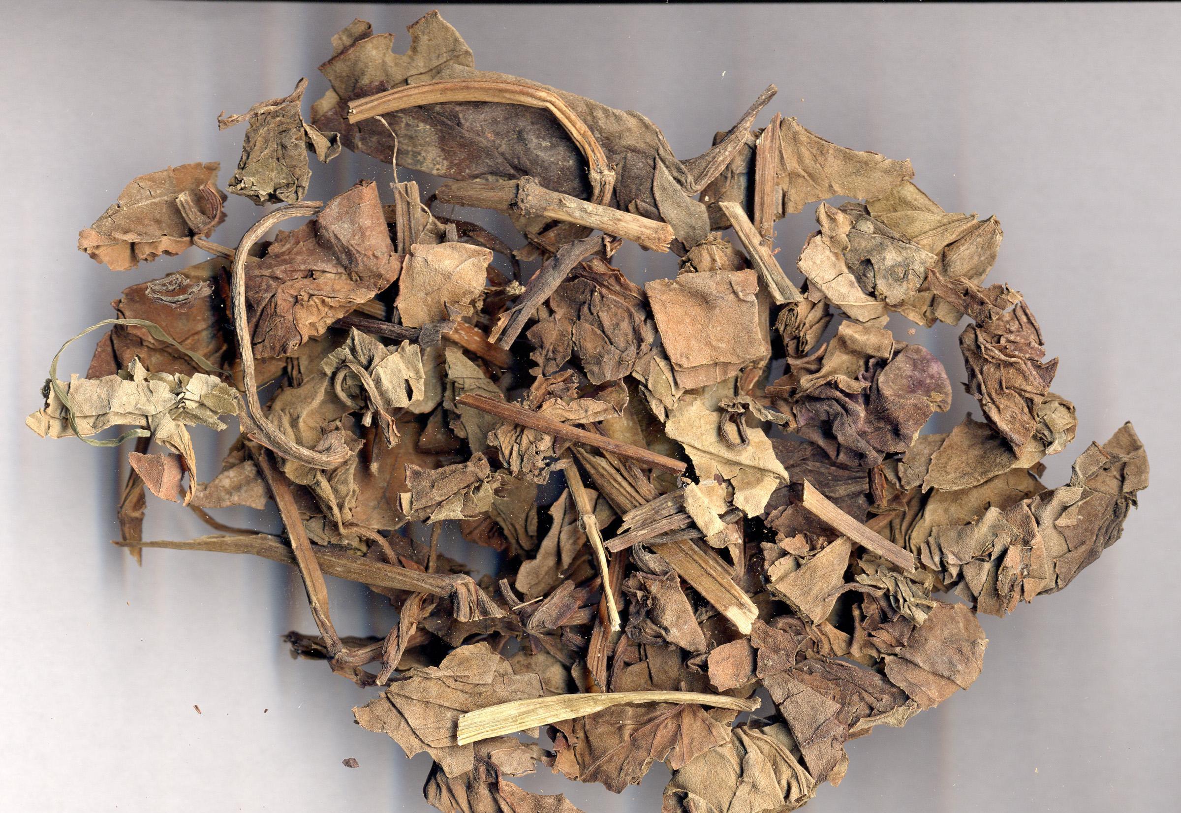 作为药材的川姜不该示弱,发挥着自己的重要作用,要不要学习种植