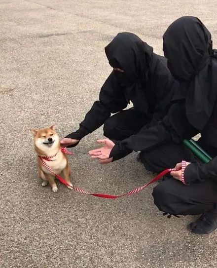 主人遛柴犬出门,路上朋友想摸一下,结果被它一脸拒绝!